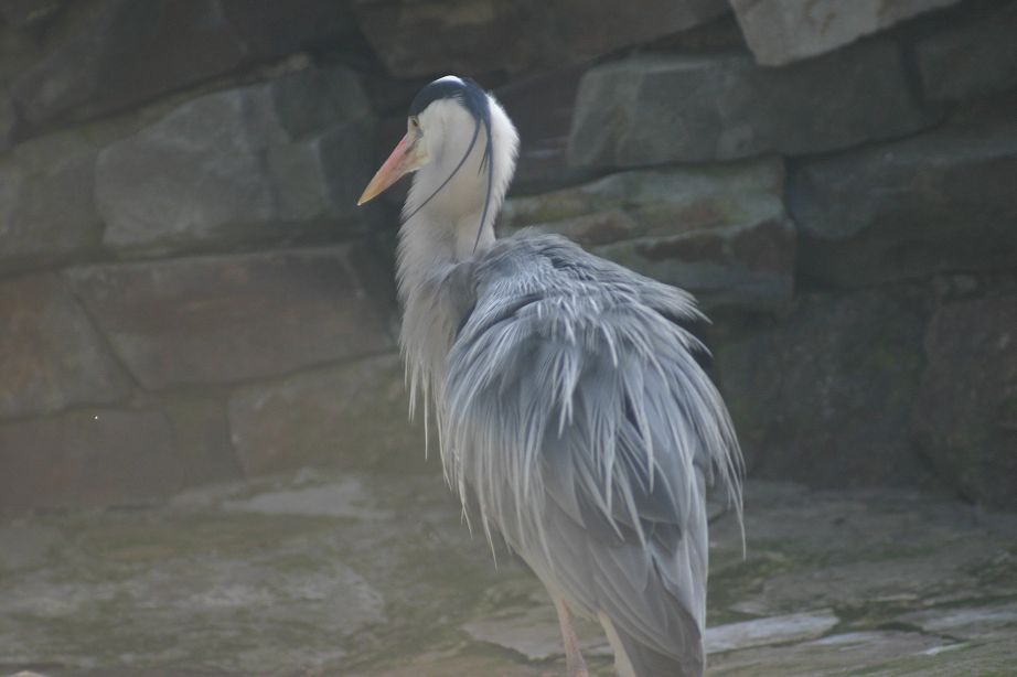 k-Zoo 225.jpg